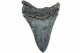 Fossil Megalodon Tooth - South Carolina #235713-1